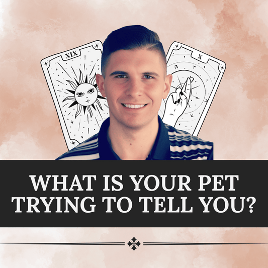 What Is Your Pet Trying To Tell You?